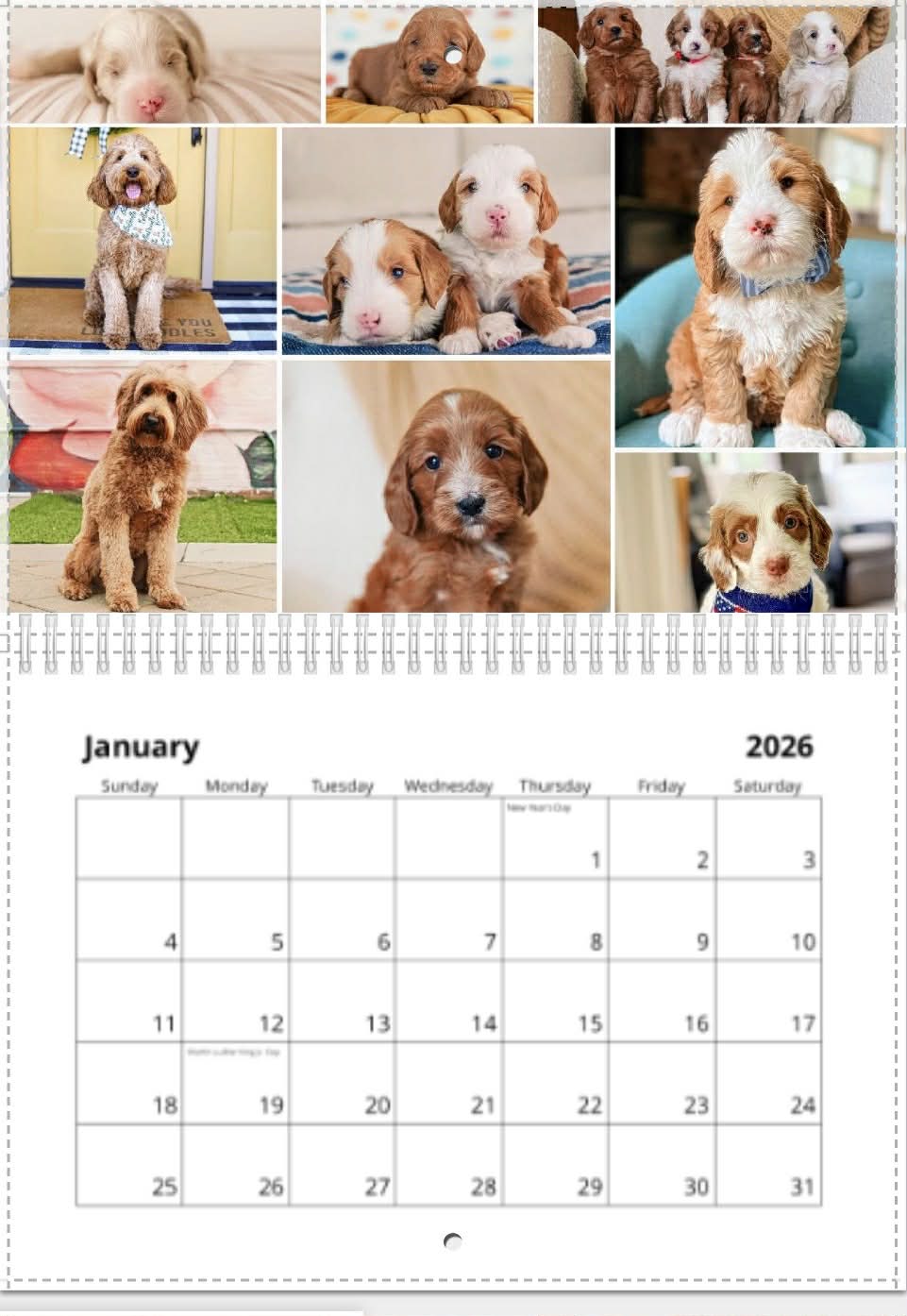 2026 belladoodle calendar- limited supply