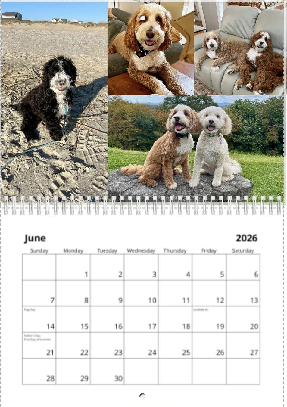 2026 belladoodle calendar- limited supply
